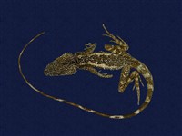 藏品(斯文豪氏攀蜥)的圖片